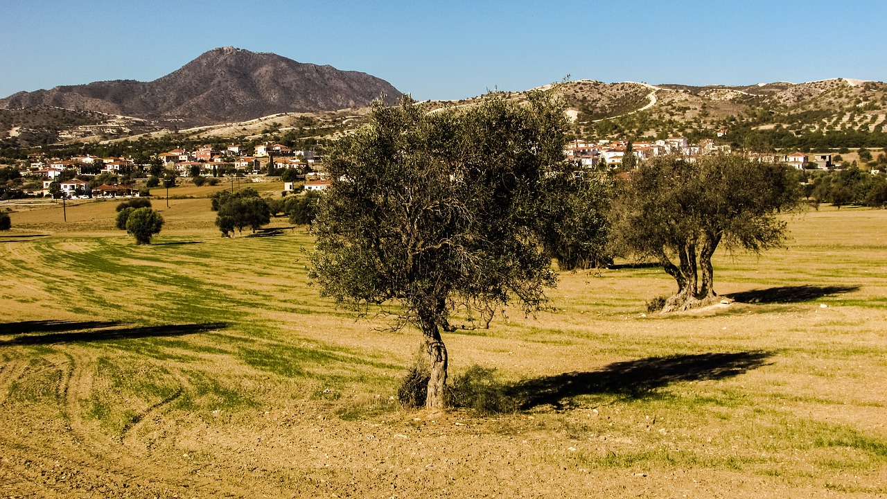 olive tree meadow landscape free photo