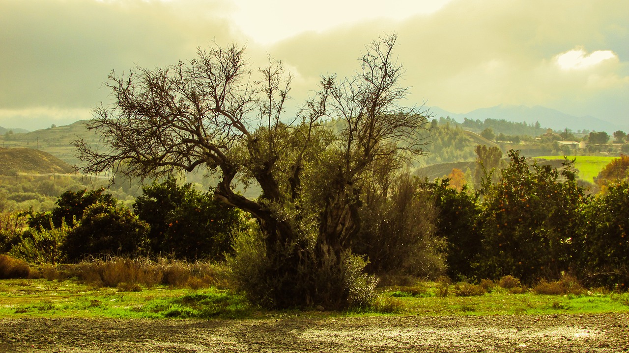 olive tree nature countryside free photo
