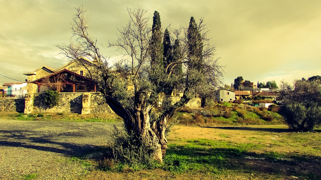 olive tree nature countryside free photo