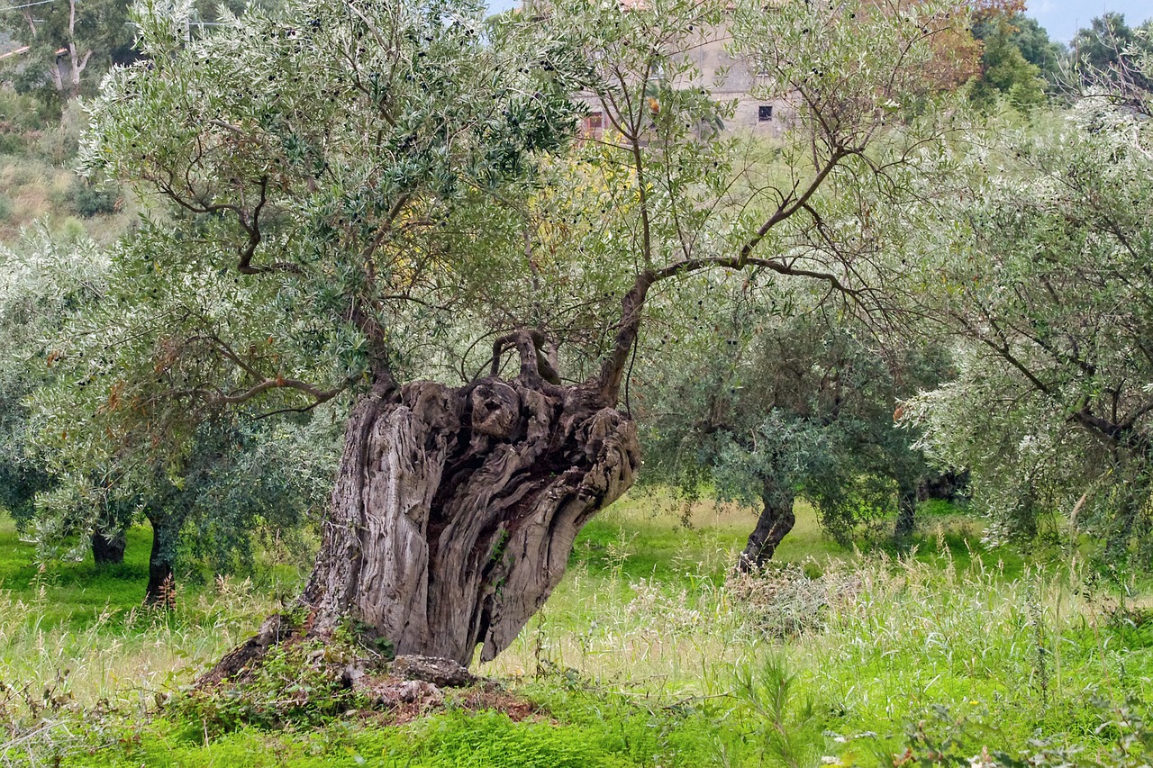 olive tree tree olive grove free photo