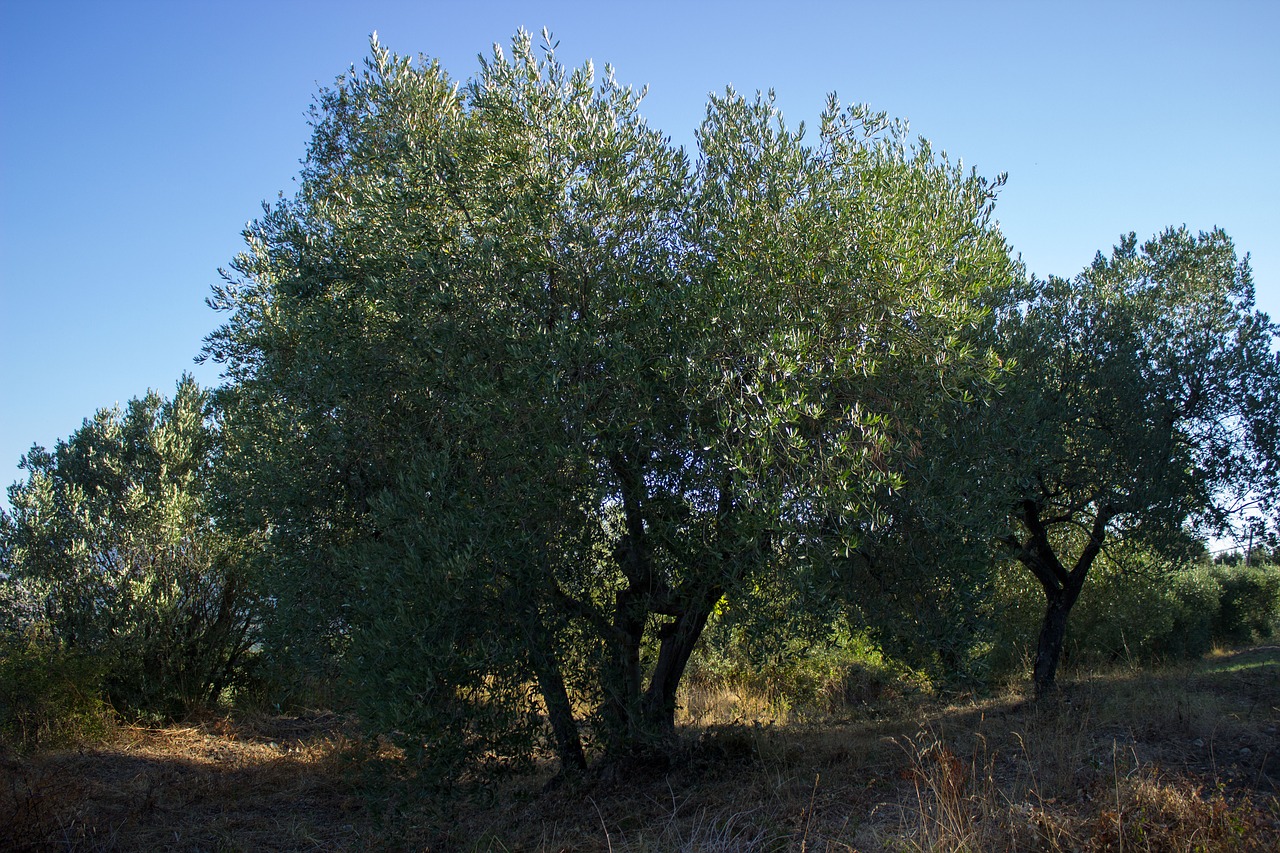 olive tree agriculture italy free photo