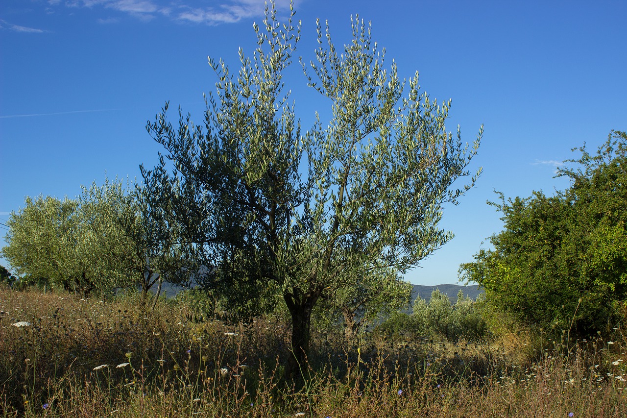 olive tree olives agriculture free photo