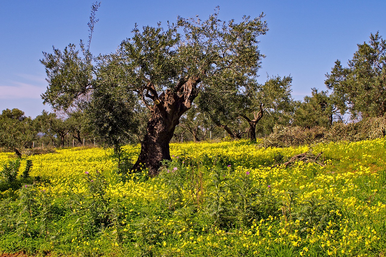 olive tree tree clover flowers free photo