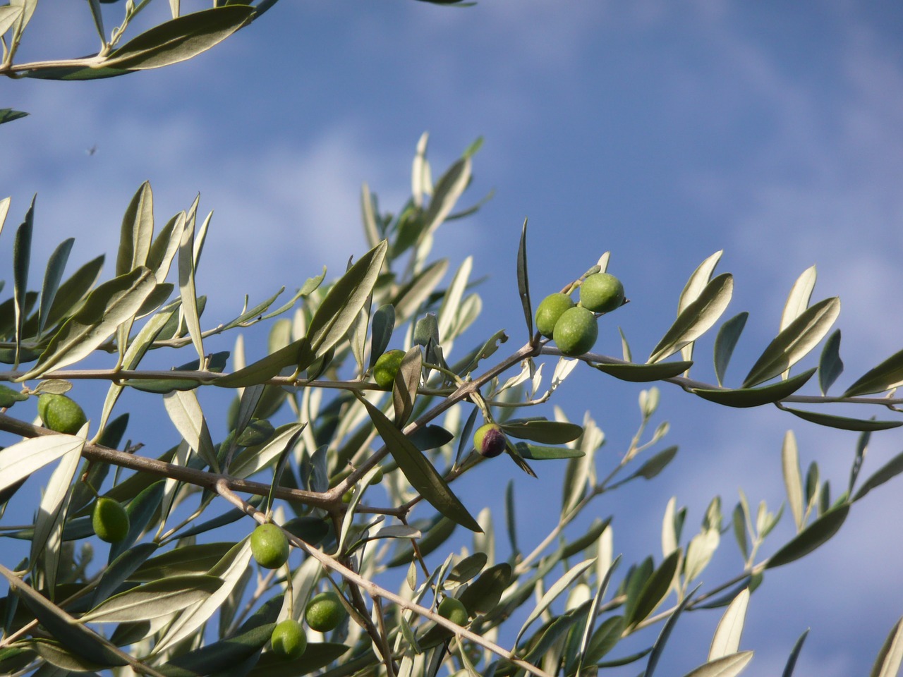 olive tree oil tuscany free photo