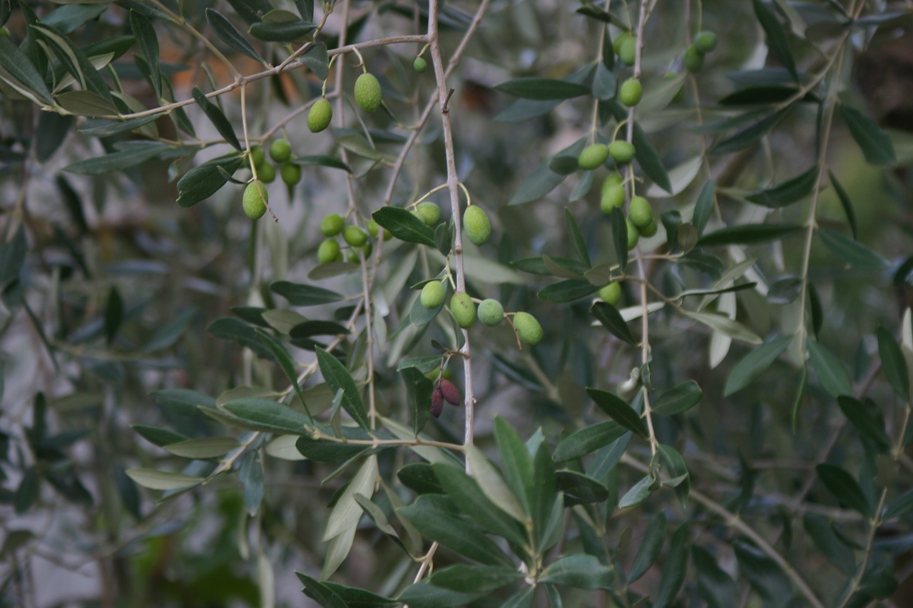 Оливковое дерево Лаперрина