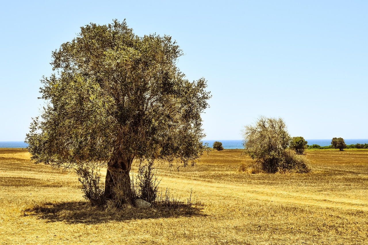 olive tree field agriculture free photo