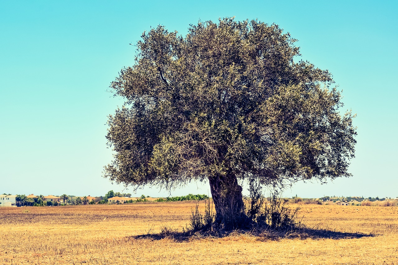 olive tree field agriculture free photo