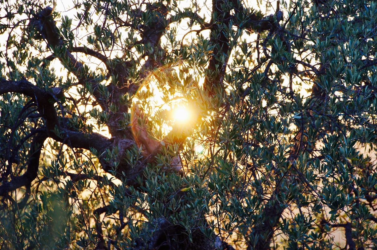 olive tree evening sun italy free photo