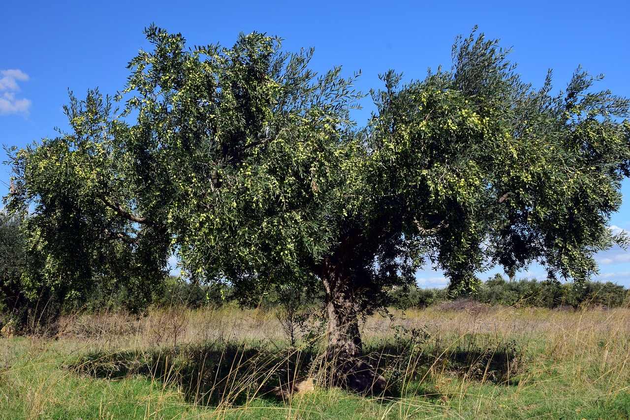 olive tree olivier tree free photo