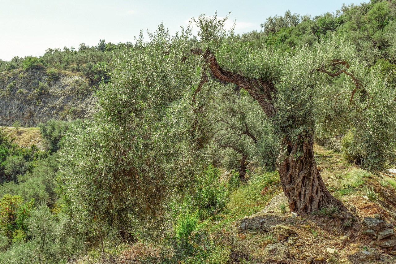 olive tree countryside nature free photo
