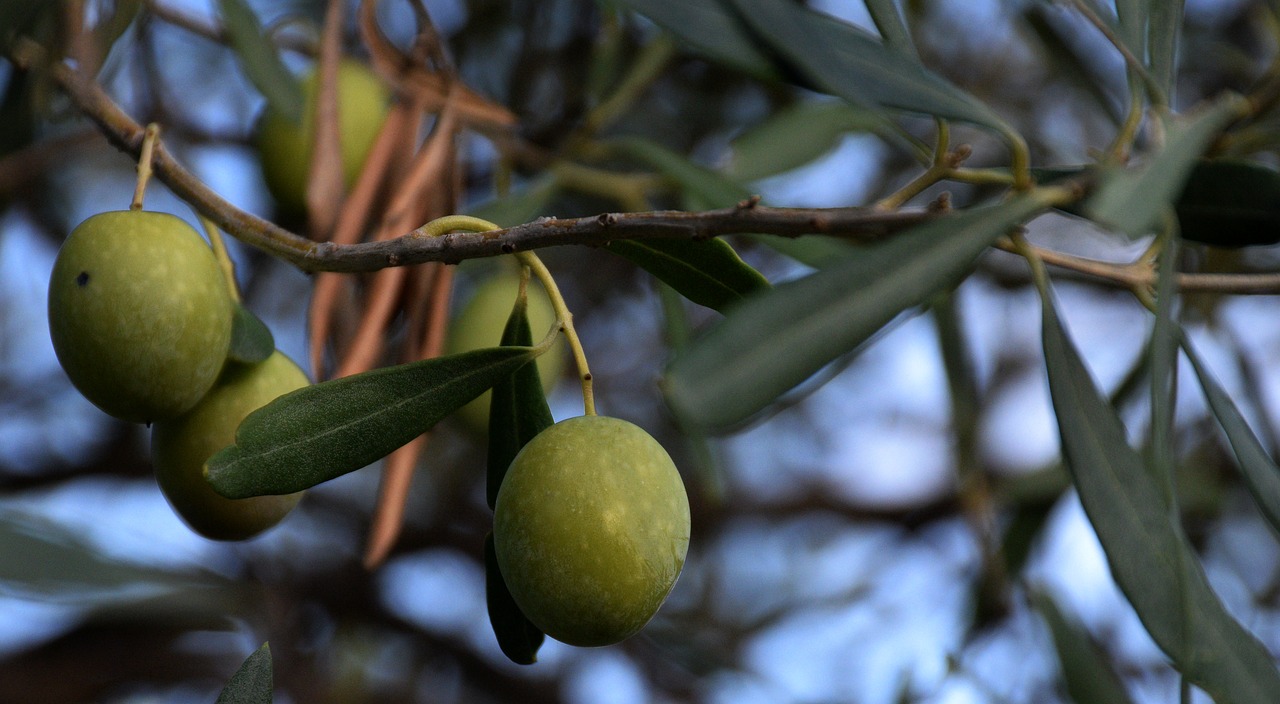 olive tree walls dry free photo