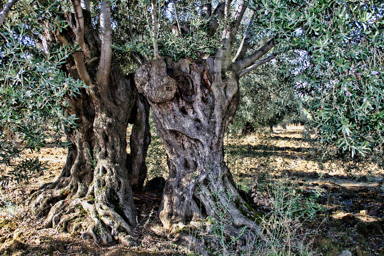 olive tree more olive the old tree free photo