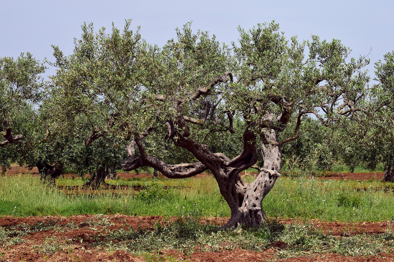 olive tree  old  tree free photo