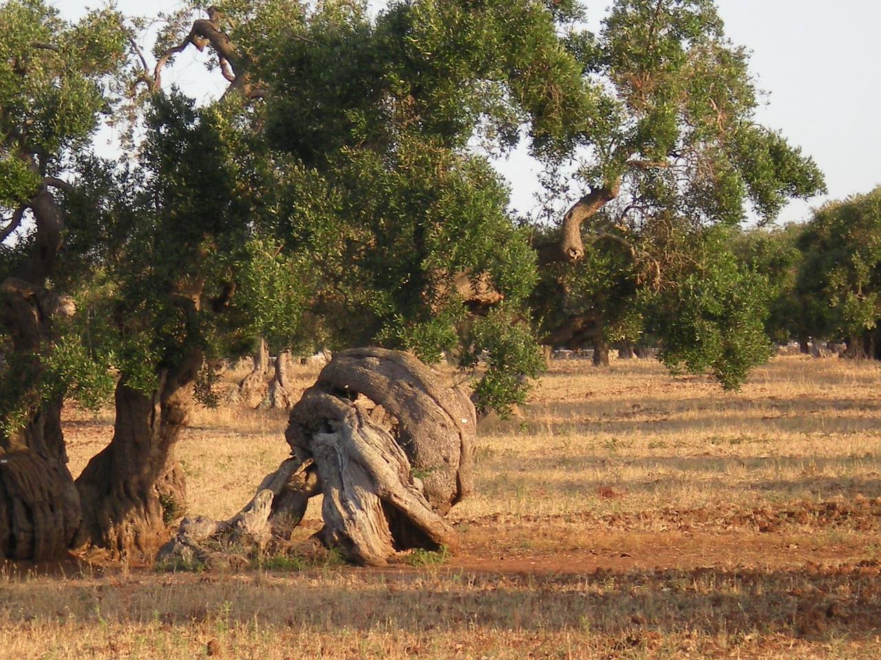 olive tree trees secular free photo