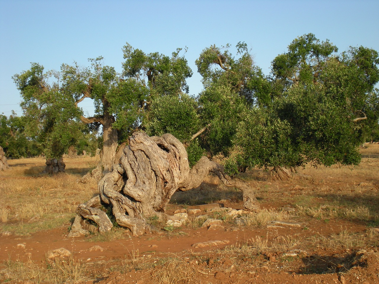 olive tree trees secular free photo