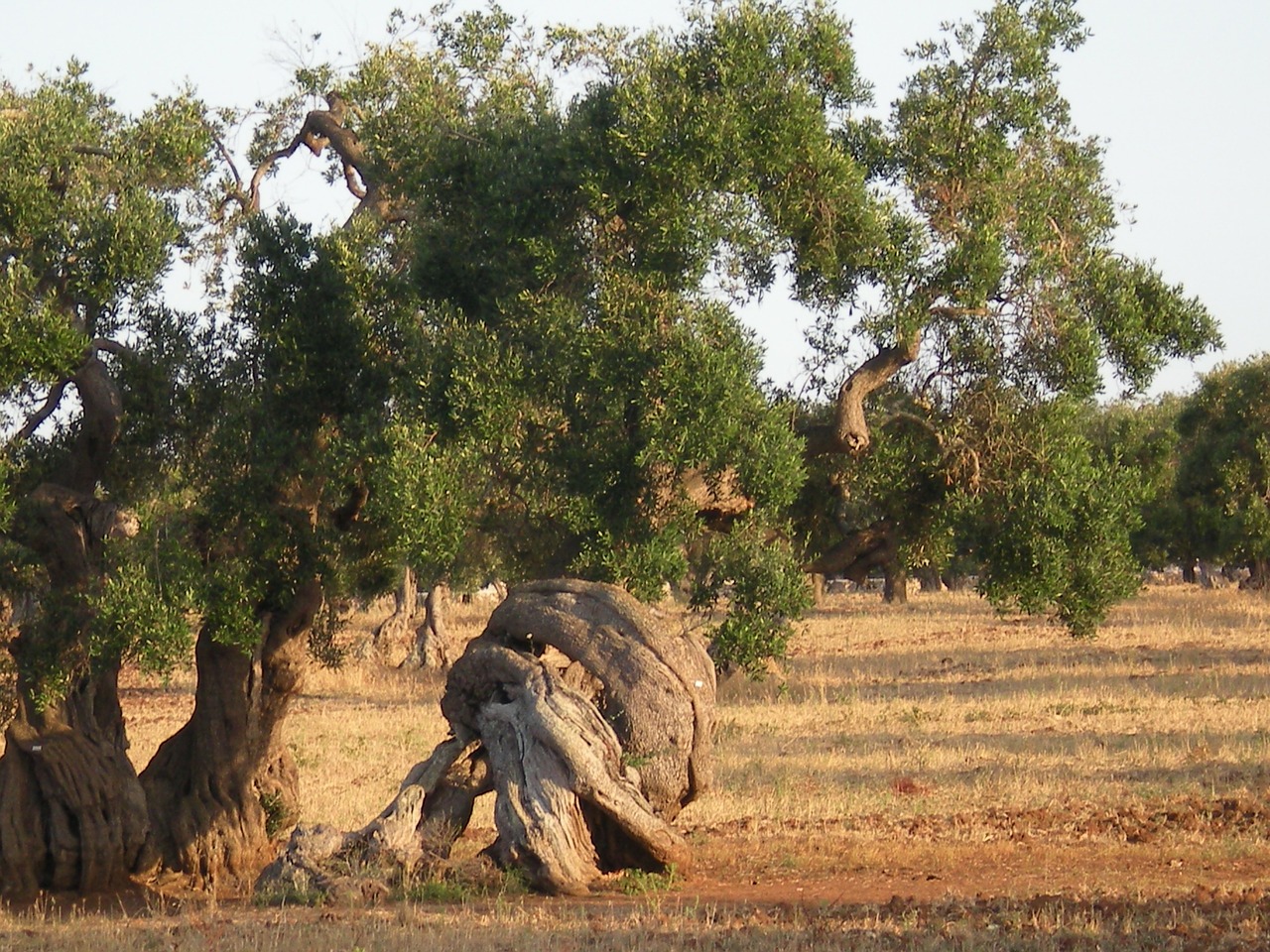 olive tree trees secular free photo