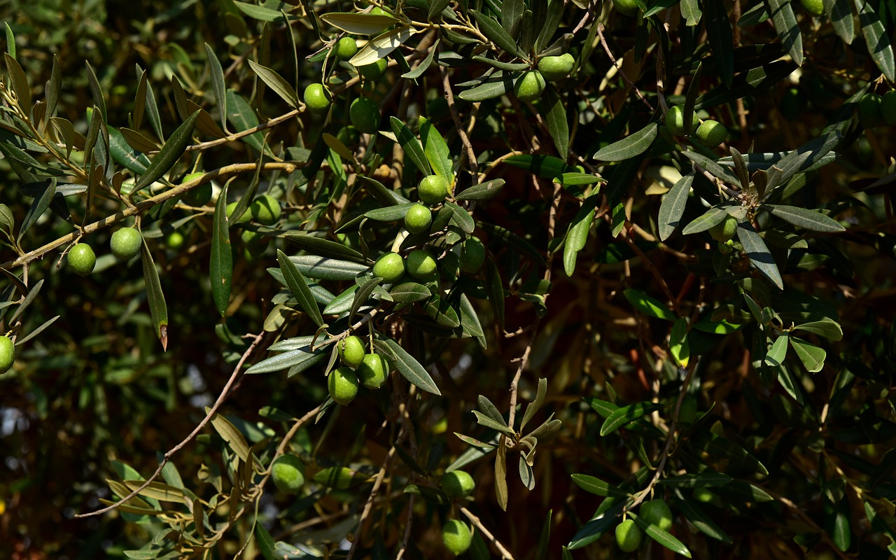 olive tree  crown  olives free photo