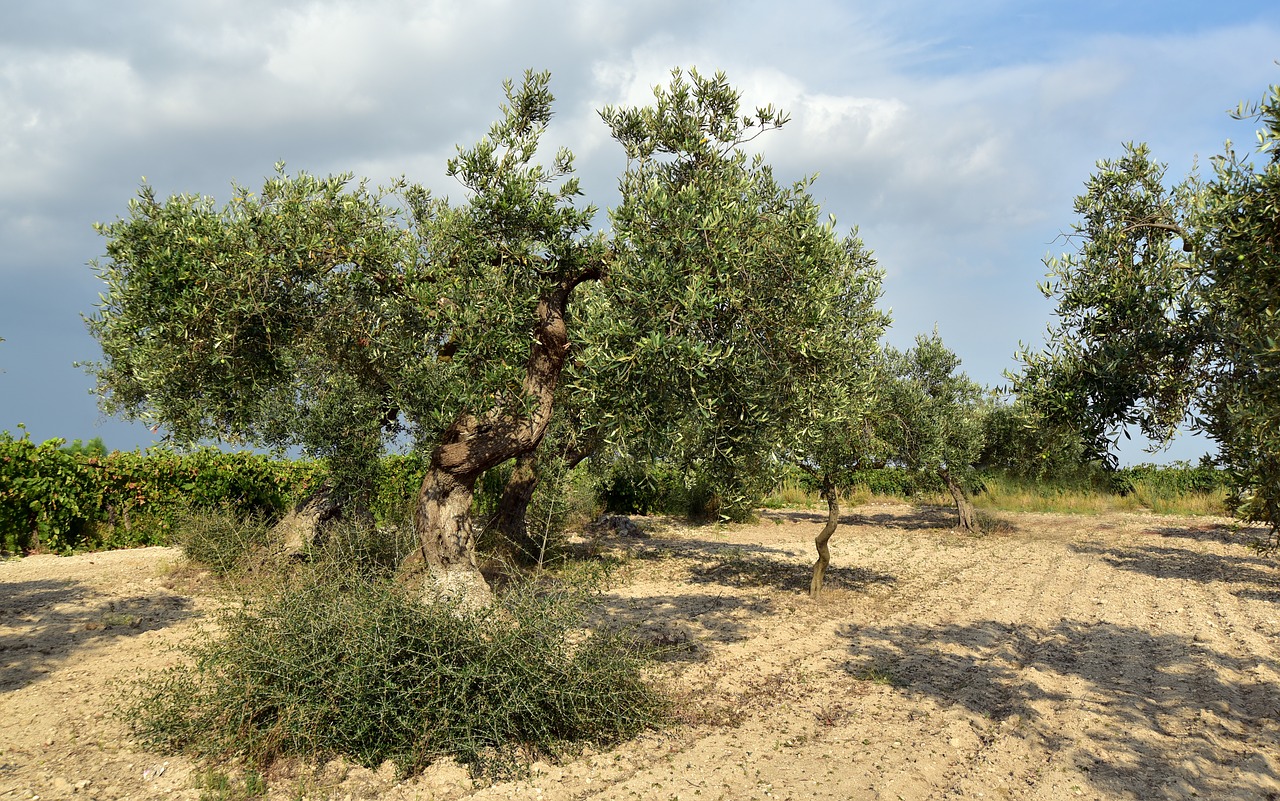olive tree  olive field  mediterranean free photo
