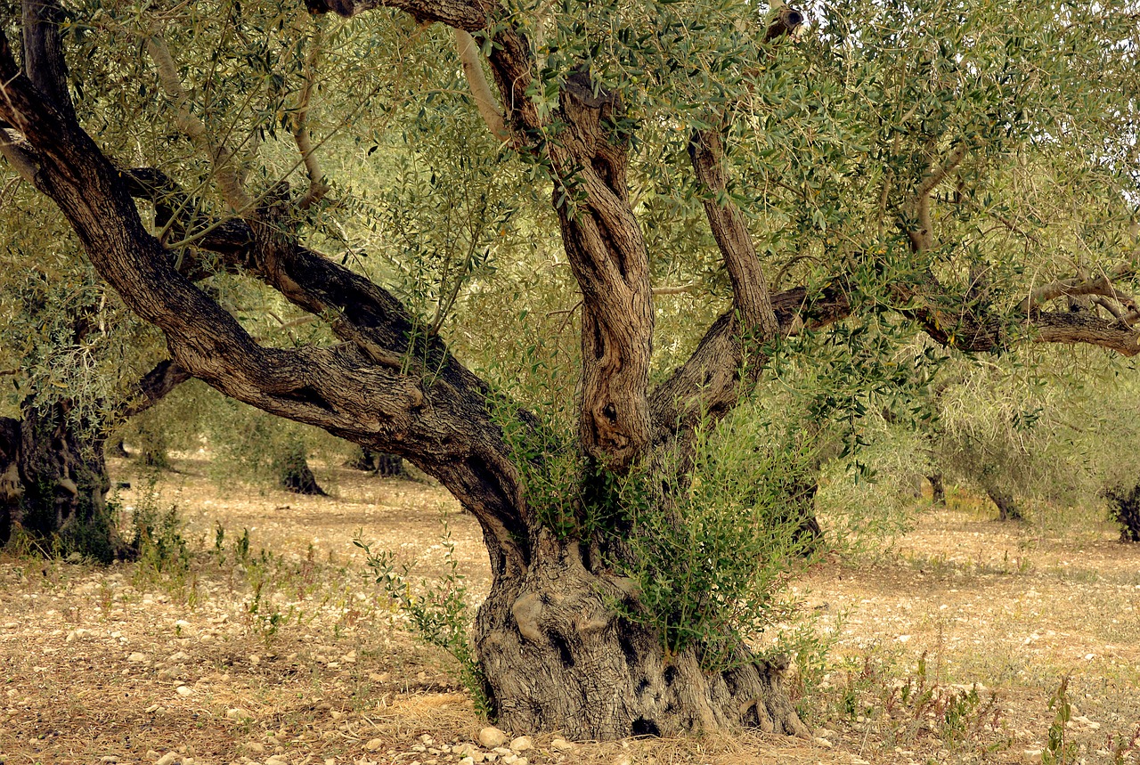 olive tree  olives  tree free photo