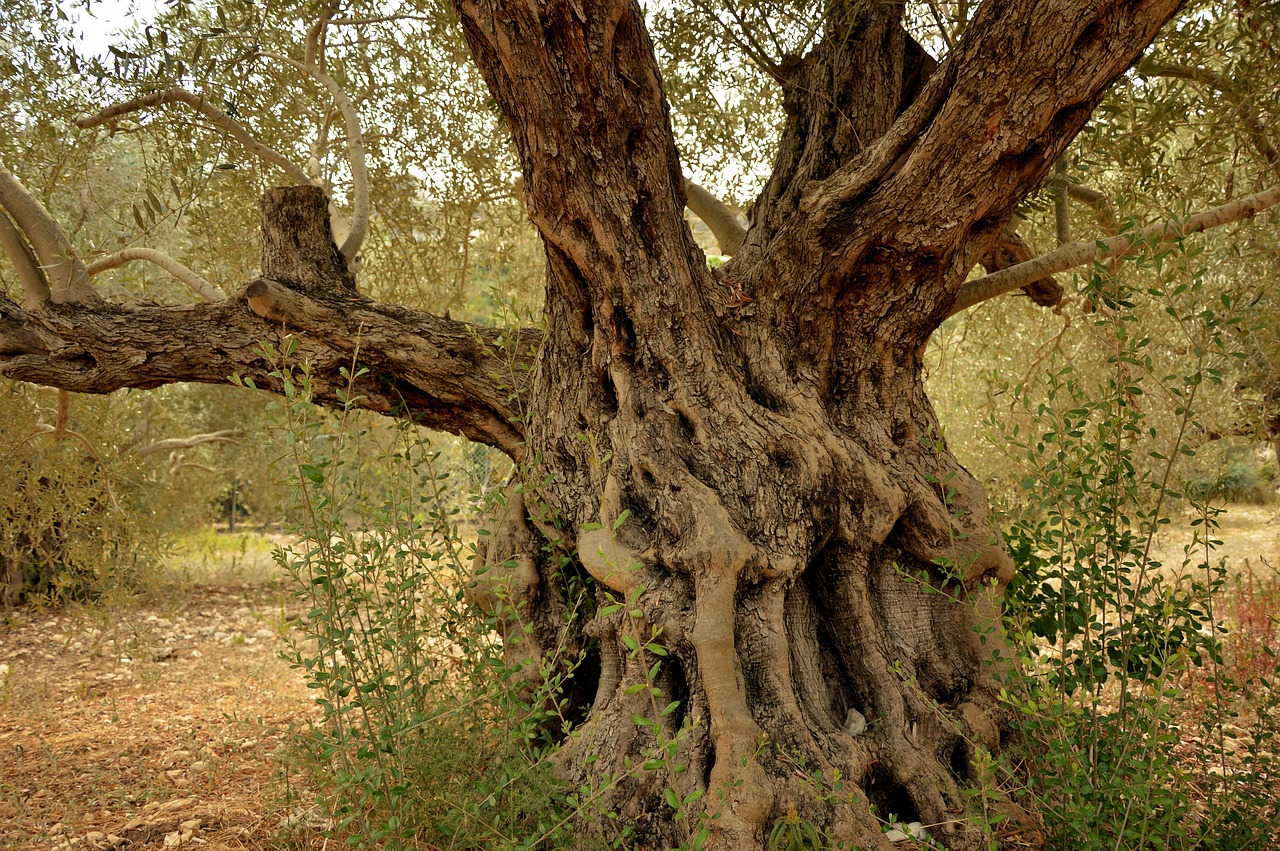 olive tree  tree  tribe free photo