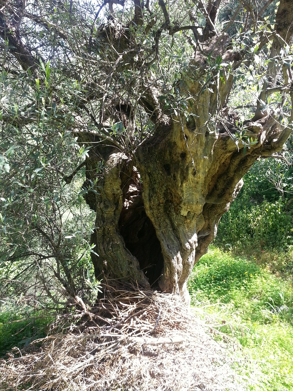 olive tree mediterranean tree free photo