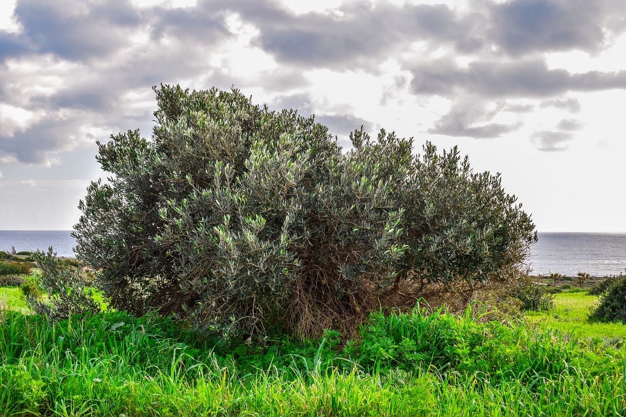 olive tree  meadow  landscape free photo
