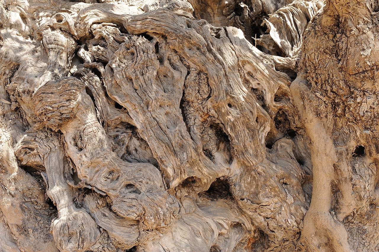 olive tree wood bark free photo