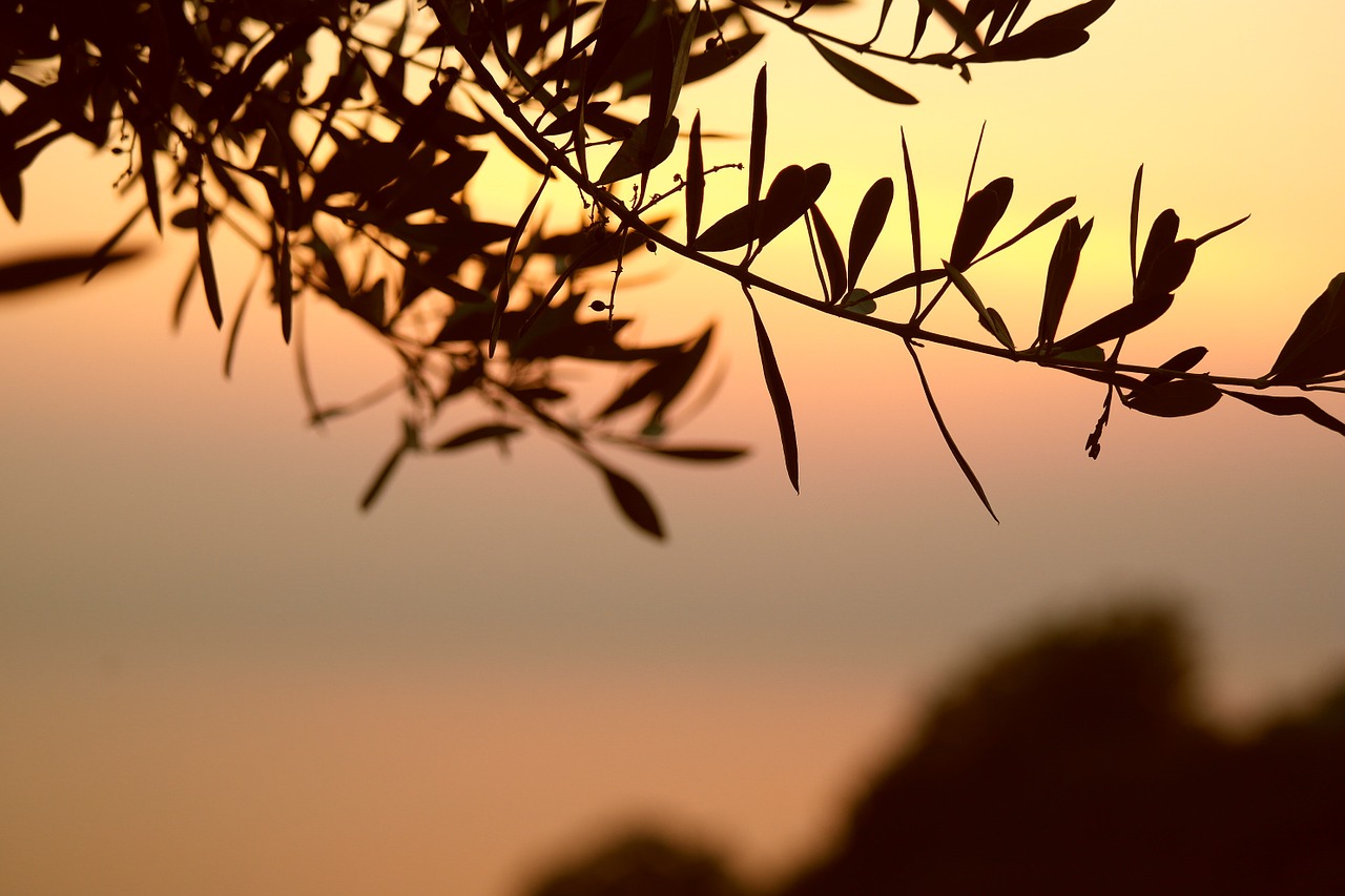 olive tree branch sunset free photo