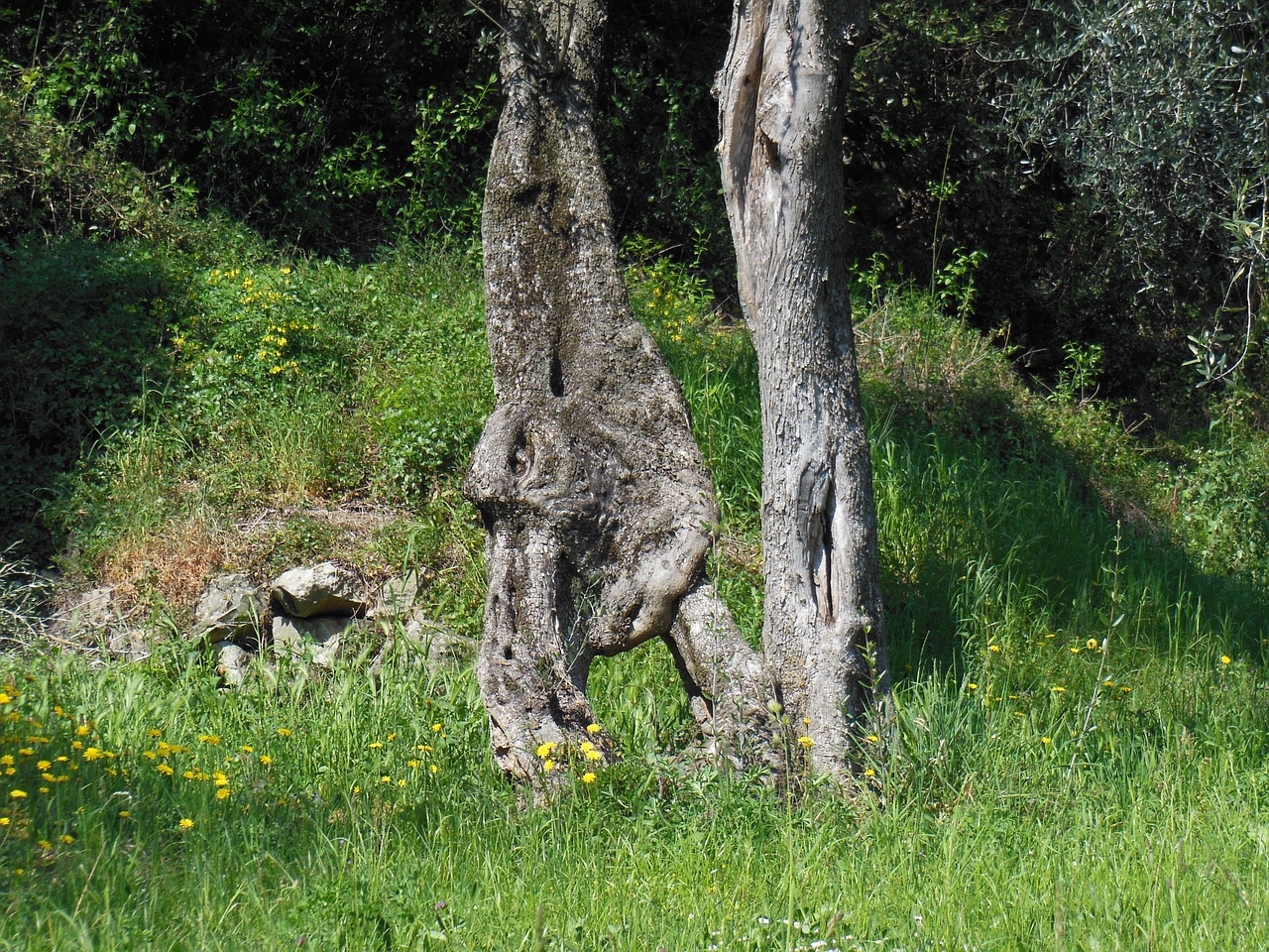 olive tree old olive tree log free photo
