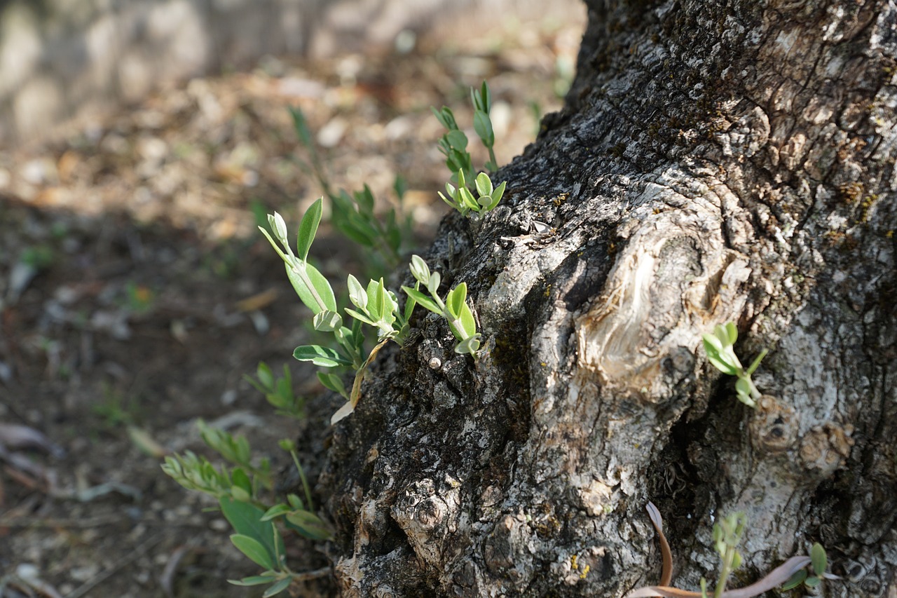 olive tree tree plant free photo