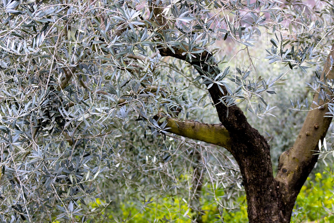 olive tree blossom nature free photo