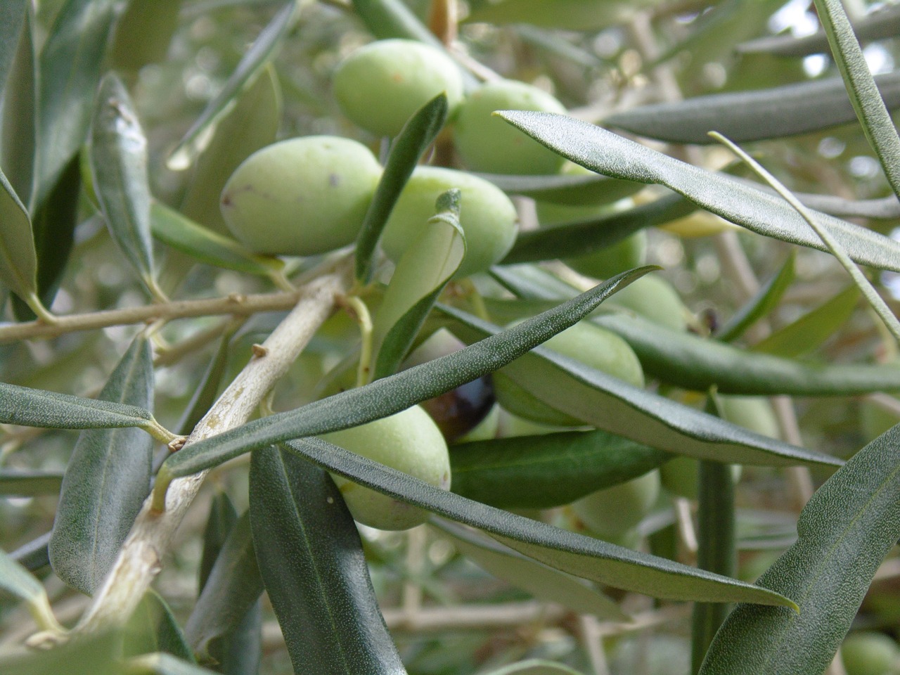 olive tree leaves oval free photo