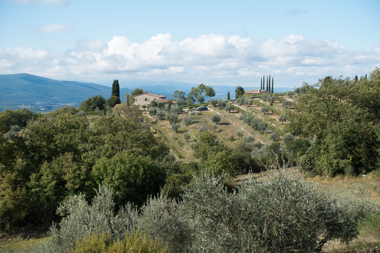 olive tree cypress farm free photo