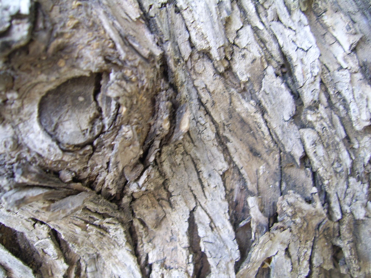 olive tree bark free photo