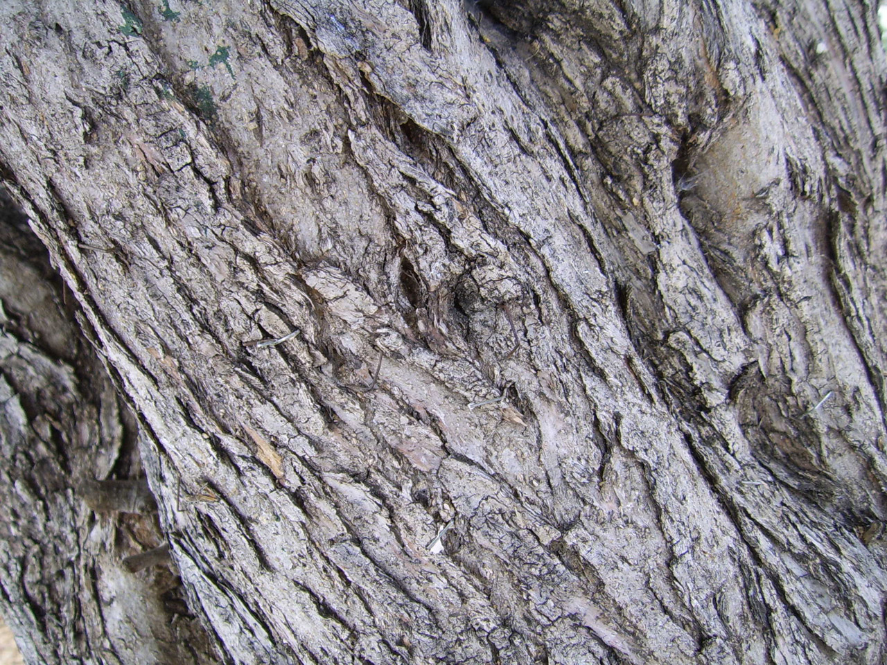 olive tree bark free photo