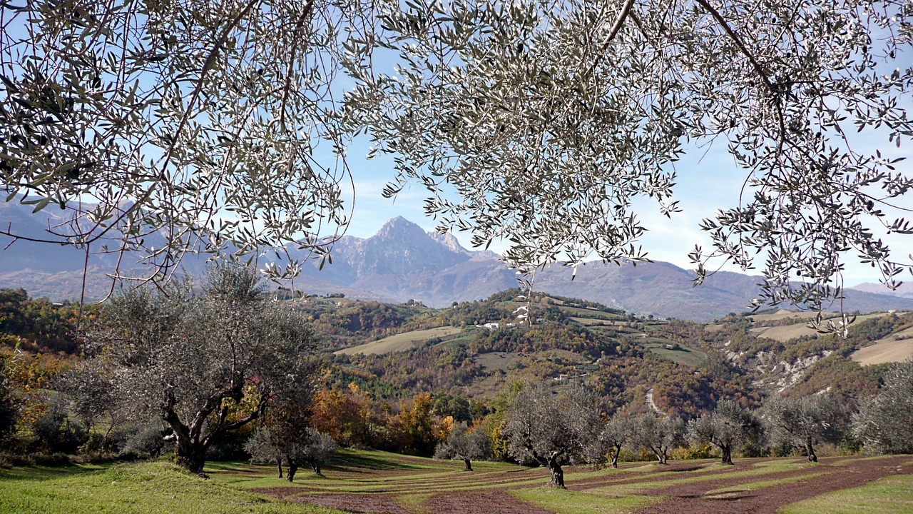 olive trees mountains italy free photo