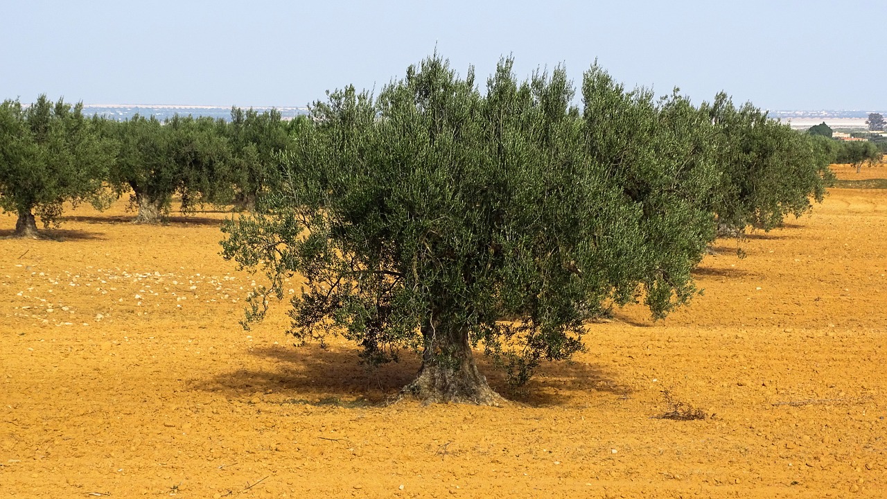 olive trees olivier tree free photo