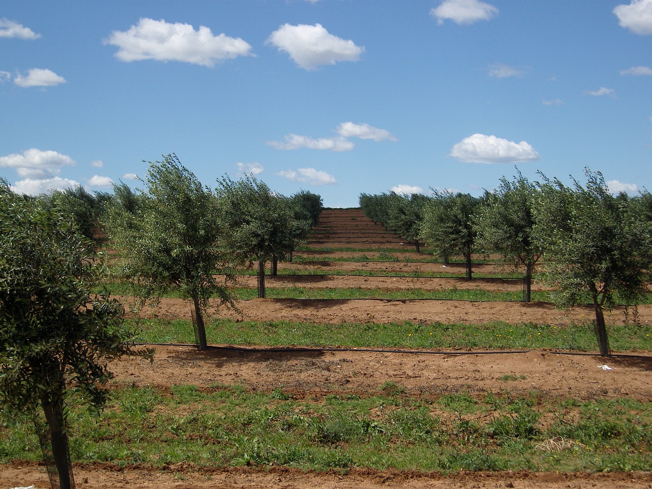 olive trees portugal alentejo free photo