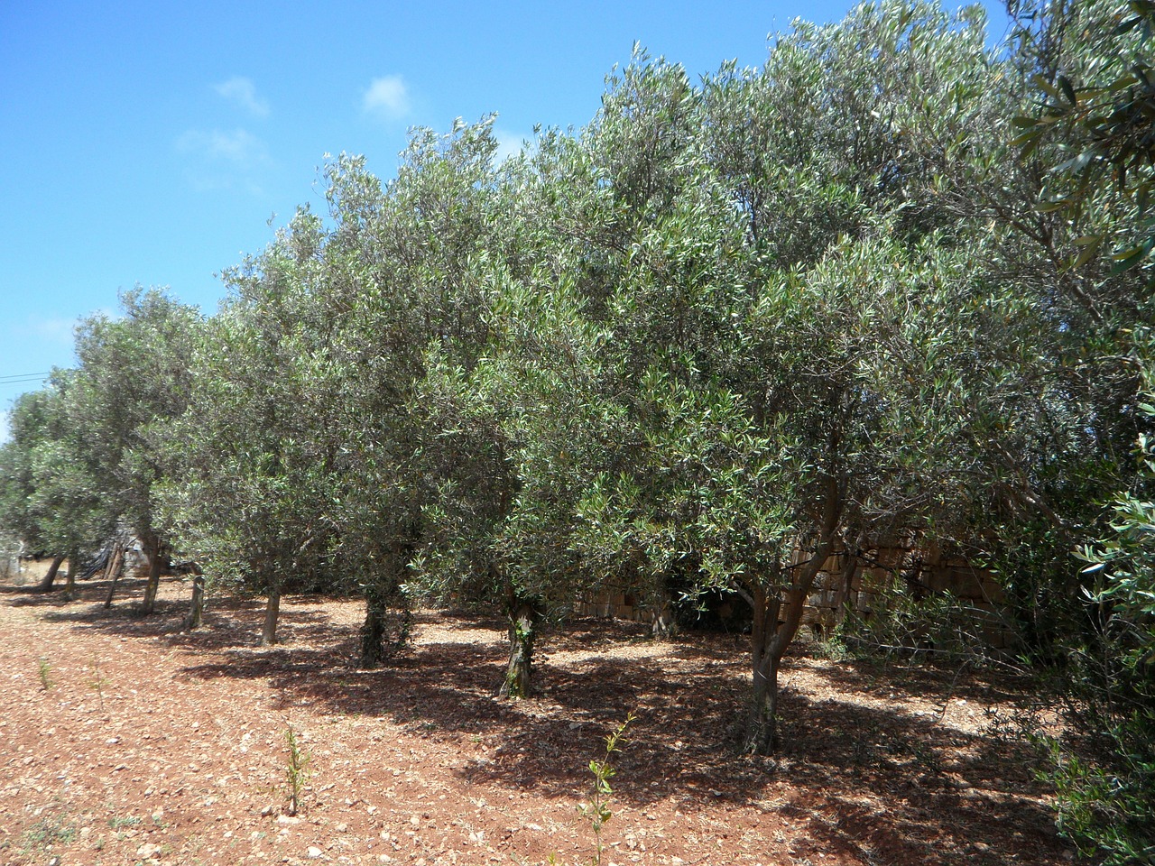 olive trees series olives free photo