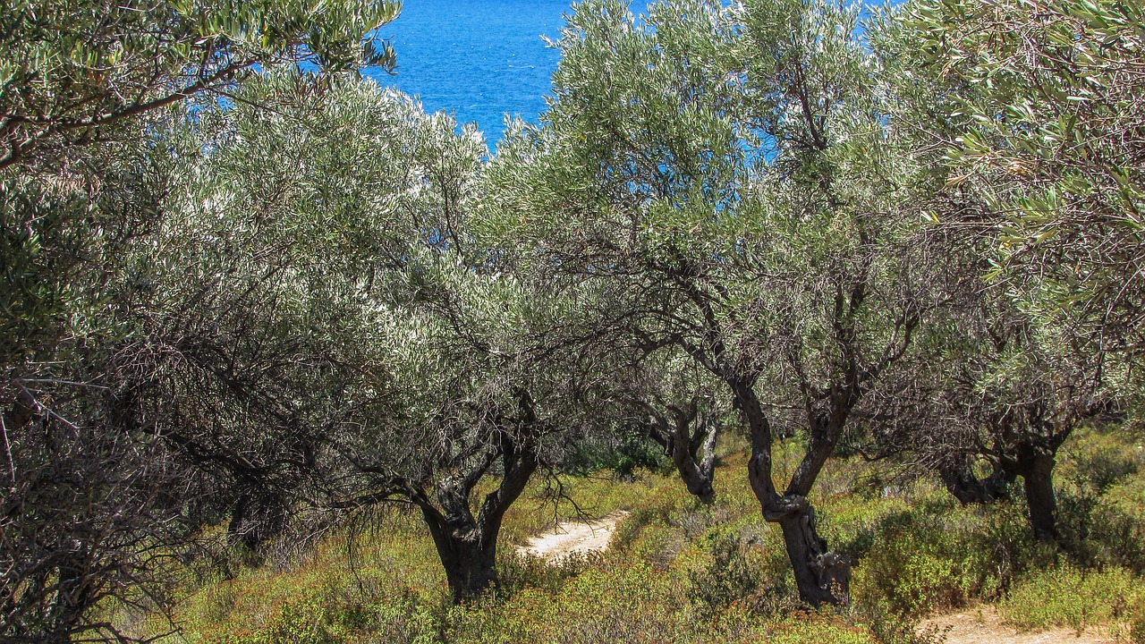 olive trees countryside rural free photo
