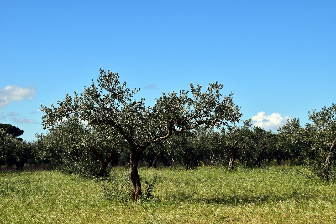 olive trees tree nature free photo