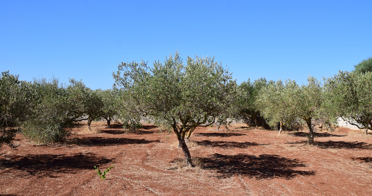 olive trees field tree free photo
