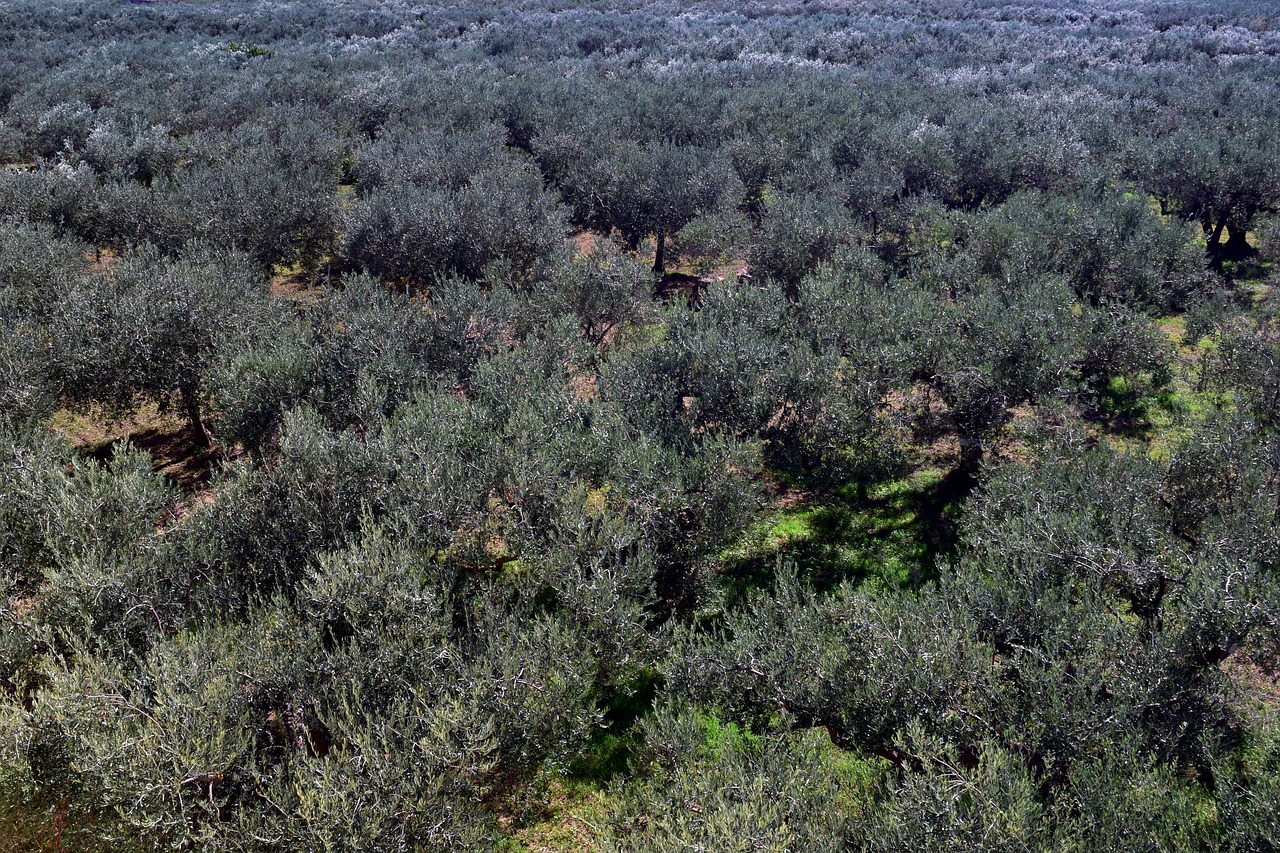 olive trees plantation olive grove free photo