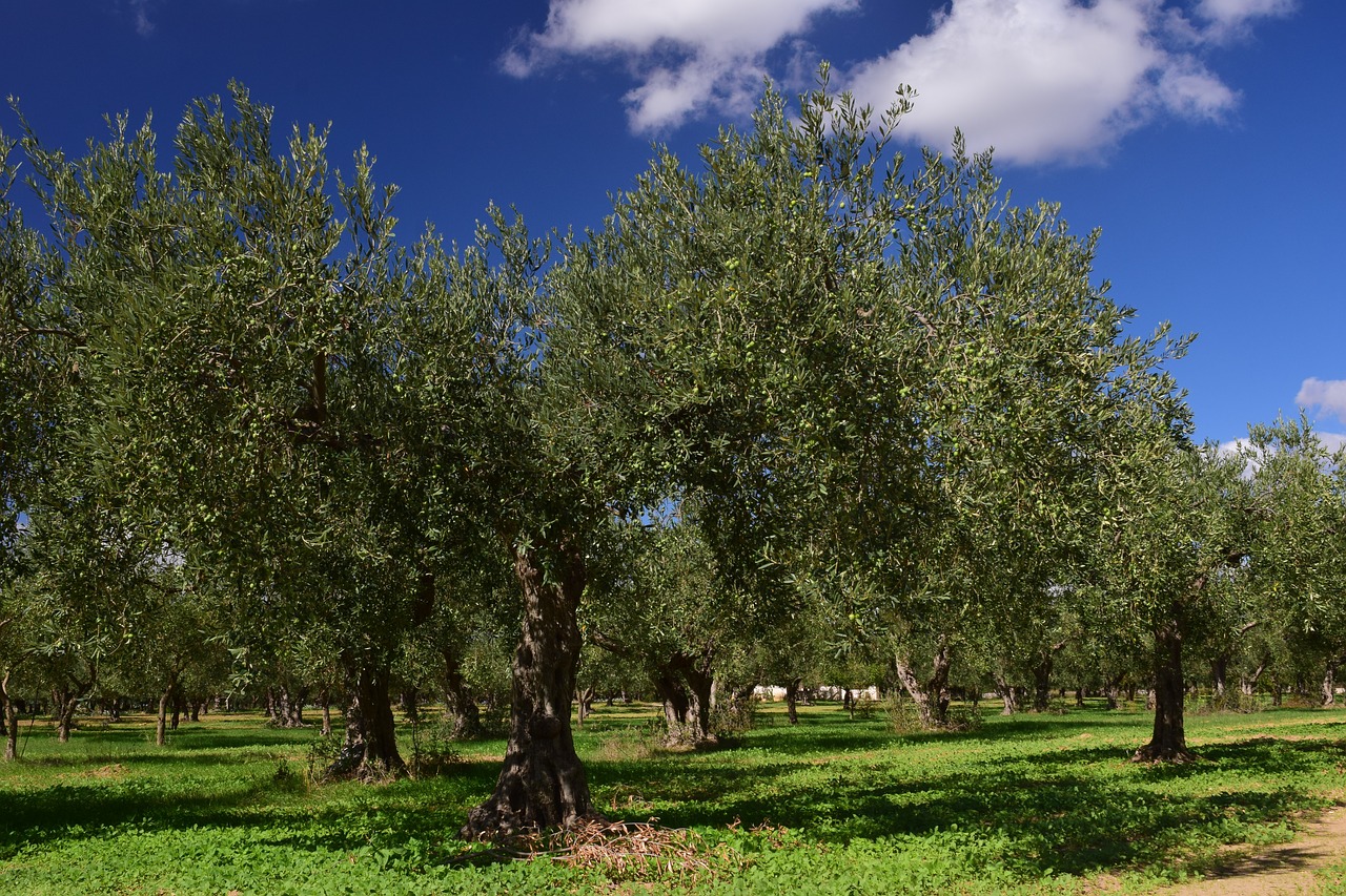 Оливковая роща маслины