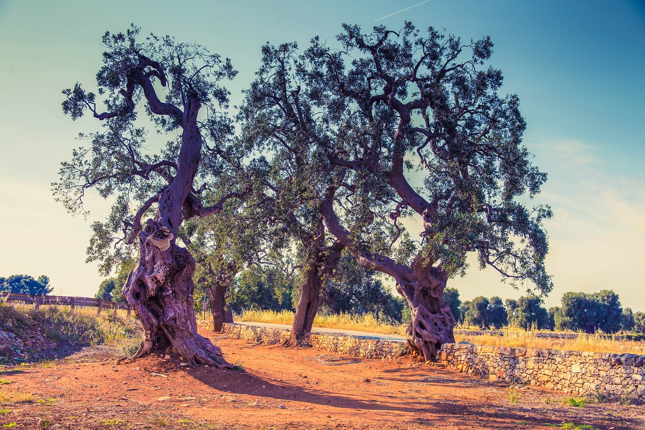 olive trees puglia italy free photo