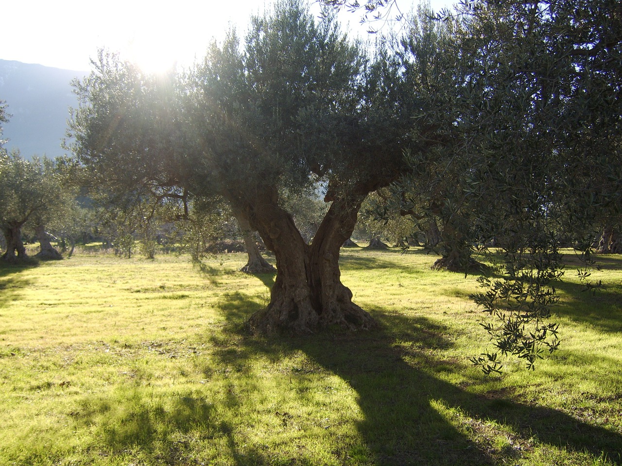 olive trees sun field free photo