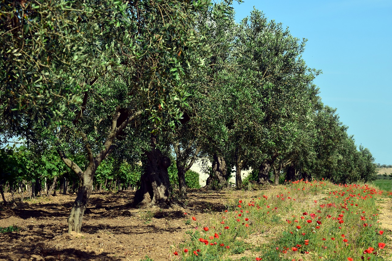 olive trees  plantation  tree free photo