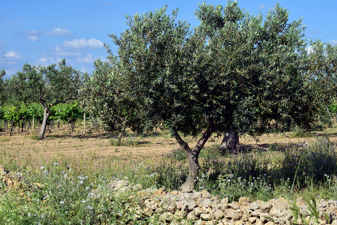 olive trees  plantation  tree free photo
