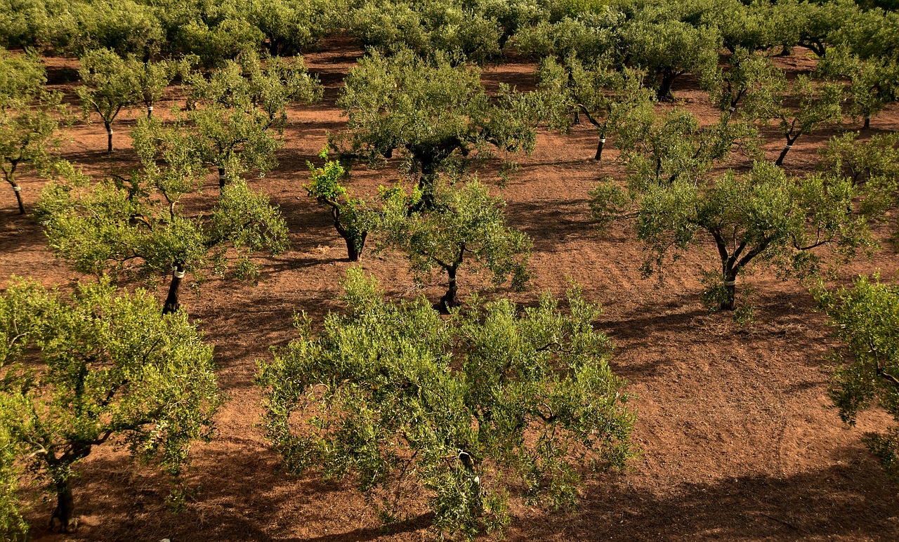 olive trees  olive field  mediterranean free photo