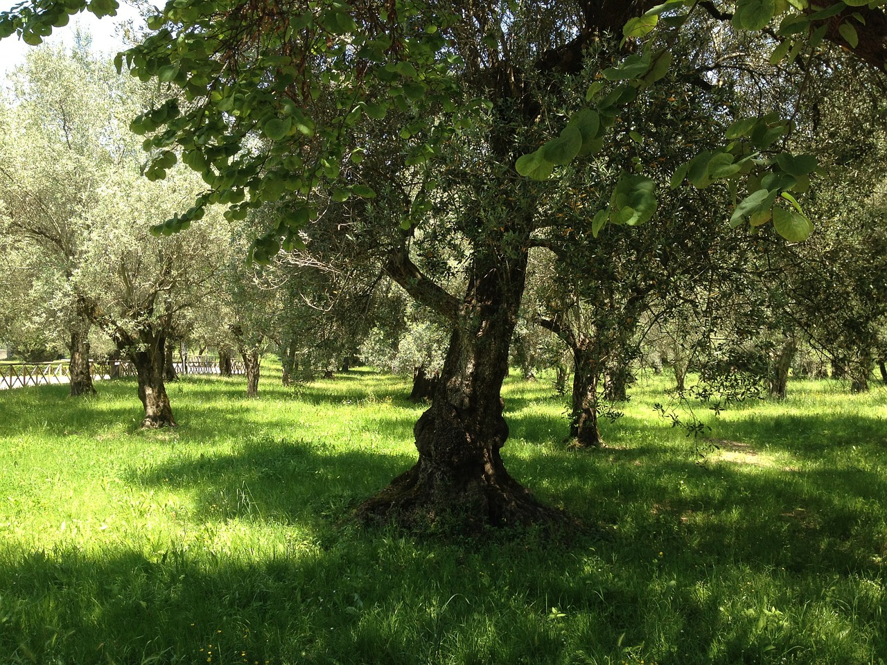 olive trees trees summer free photo